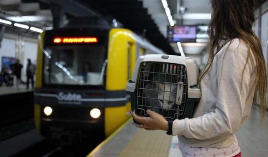 Vacaciones con mascotas: El Gobierno autorizó los viajes en trenes y micros