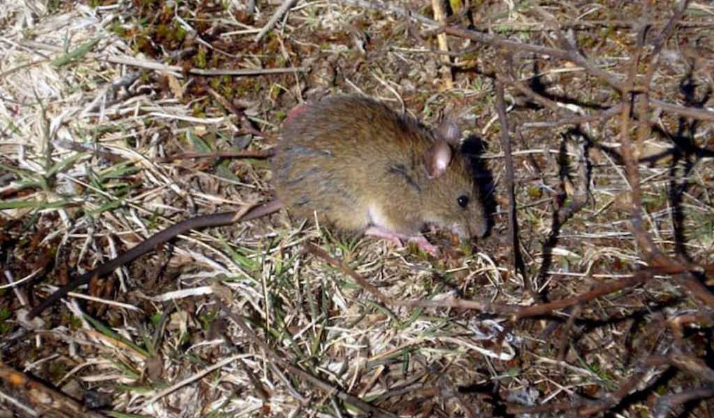 Salta confirmó once casos y cinco muertes por Hantavirus en zonas rurales