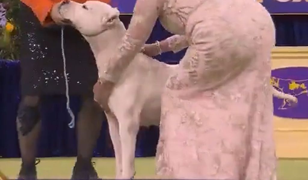 Un Dogo Argentino hizo historia: “Toky” ganó el certamen internacional de perros más prestigioso del mundo