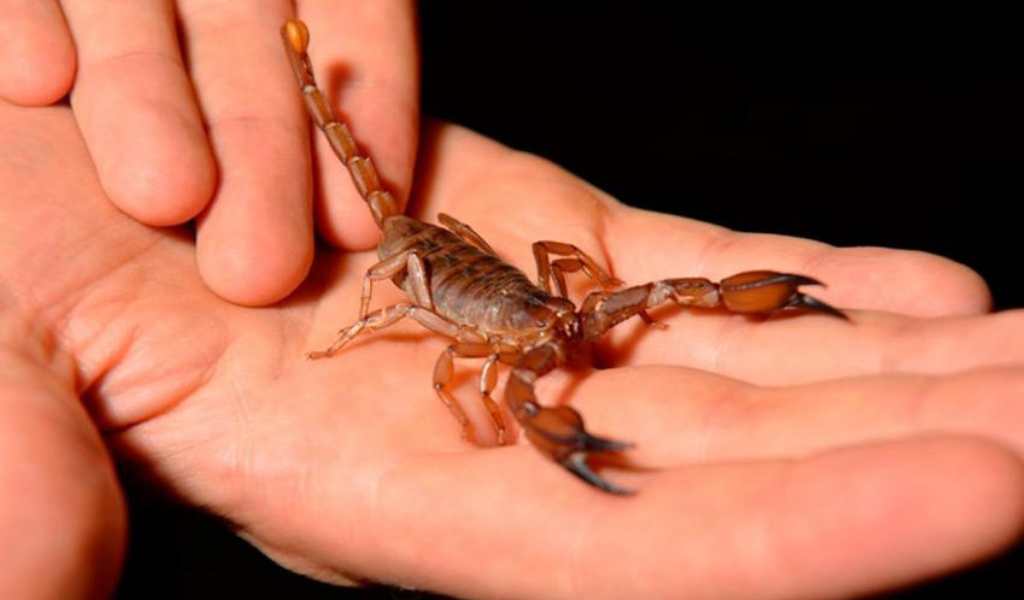 El Ministerio de Salud registró 564 personas que fueron picadas por alacranes en Salta