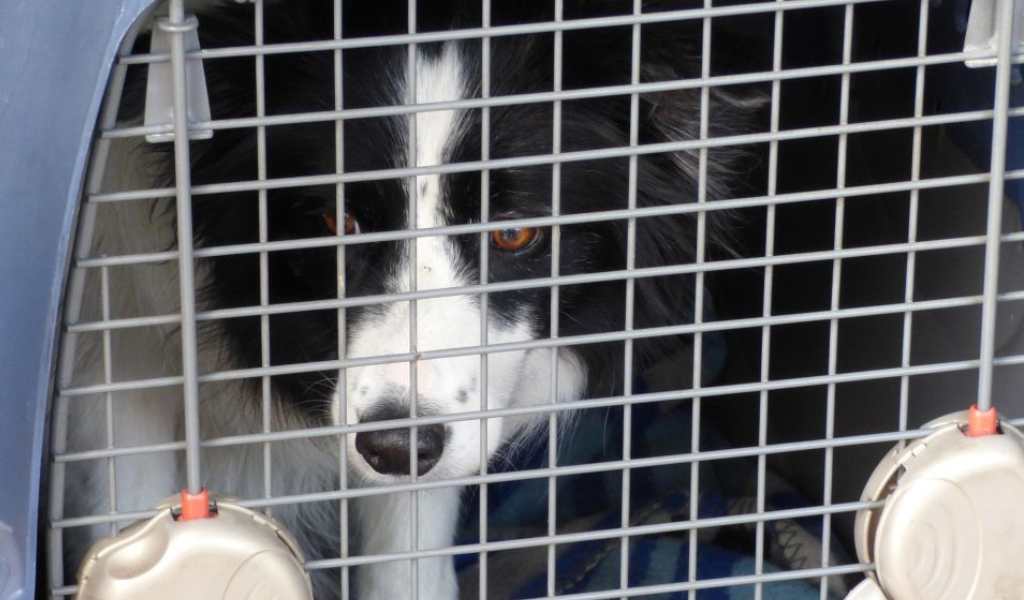 Se incrementó el tráfico de perros desde Bolivia: Muchos mueren en el norte de Salta porque ingresan con moquillo
