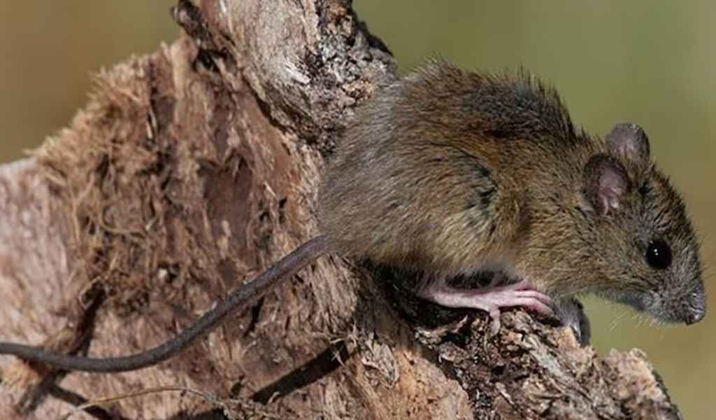 8 especies de roedores silvestres pueden transmitir el hantavirus en Argentina: Varias de ellas se encuentran en el norte del país