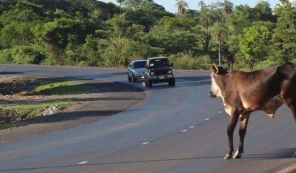 La historia se repite: En menos de un día animales sueltos en rutas salteñas causaron dos siniestros viales en diferentes localidades