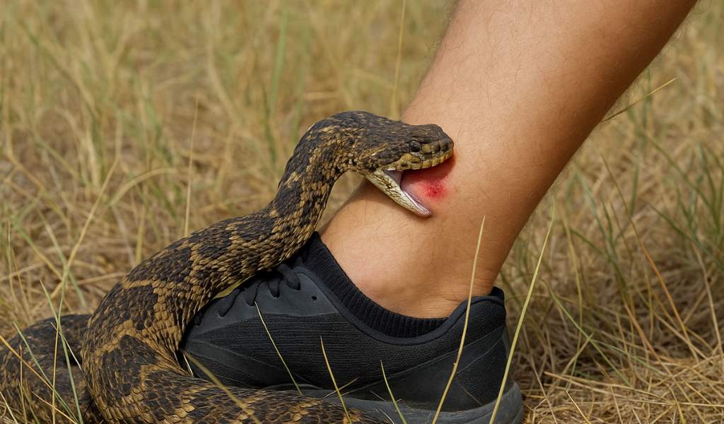 En Salta suman 16 los casos de mordedura de víbora: 6 de ellos son correspondiente a la especie yarará