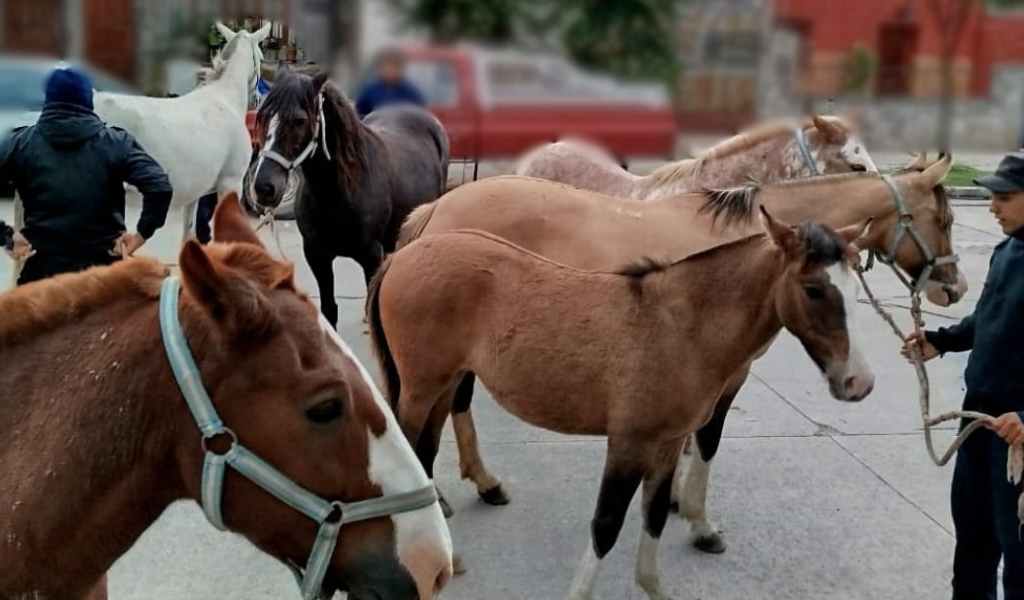 Un subcomisario de Rosaro de Lerma fue golpeado por querer secuestrar caballos sueltos sobre la ruta: "Los dueños de los animales están detenidos"