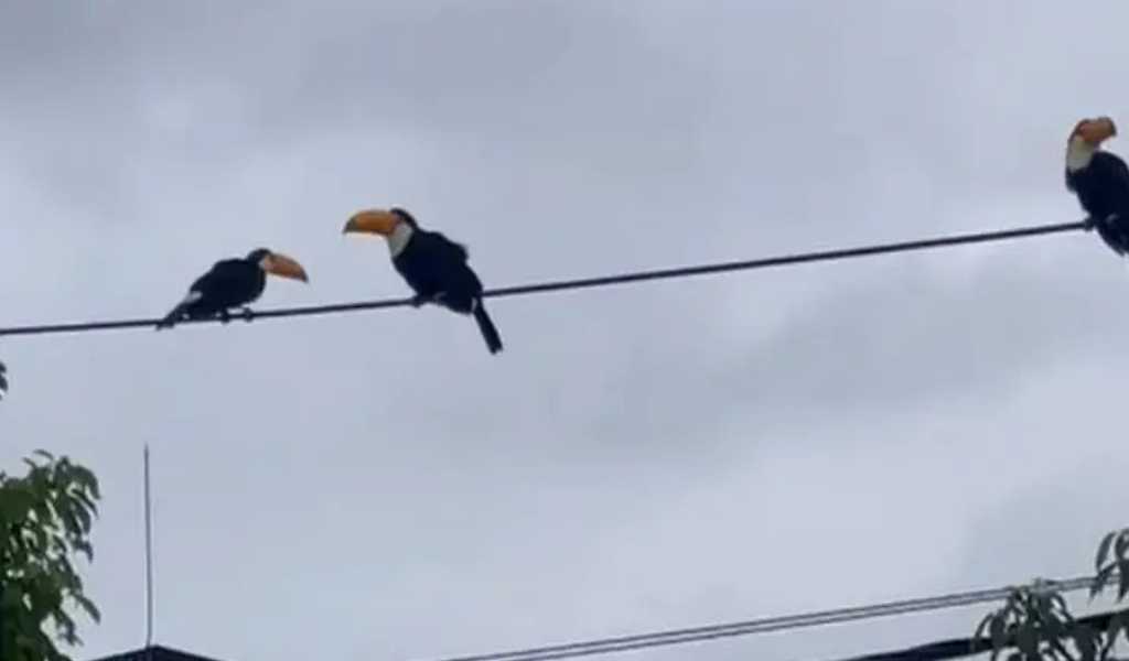 ¡Visita inesperada! Tres tucanes llenaron de color el cielo de barrio El Huaico tras la tormenta