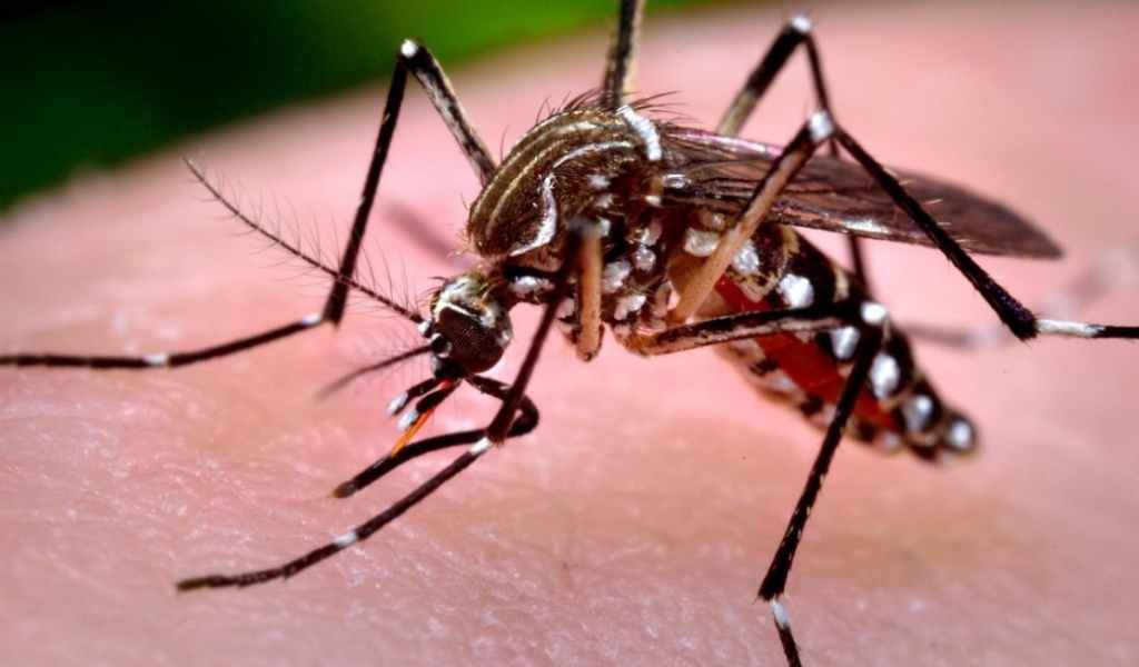 Salta registra un total acumulado de 1.886 casos confirmados de Chikungunya  y 79 probables en lo que va del año