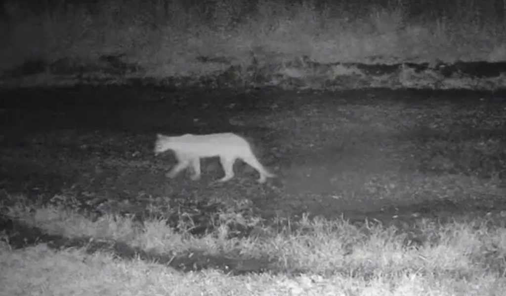 En Campo Quijano una cámara de seguridad grabó a un puma en el patio de una vivienda en la zona serrana de Corralito