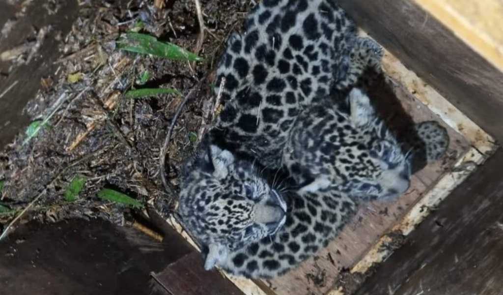 En Misiones la Justicia investiga la desaparición de dos crías de yaguareté que habían sido liberadas en una reserva natural: "No se sabe nada de los cachorros"