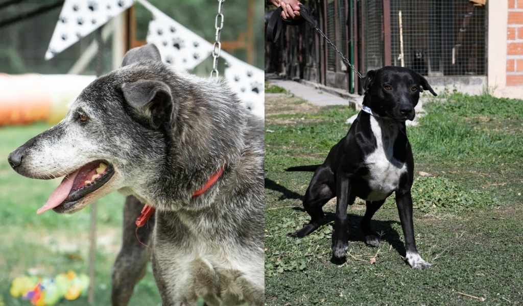 Este domingo adoptá un amigo en la nueva edición de la Medio Maratón New Balance