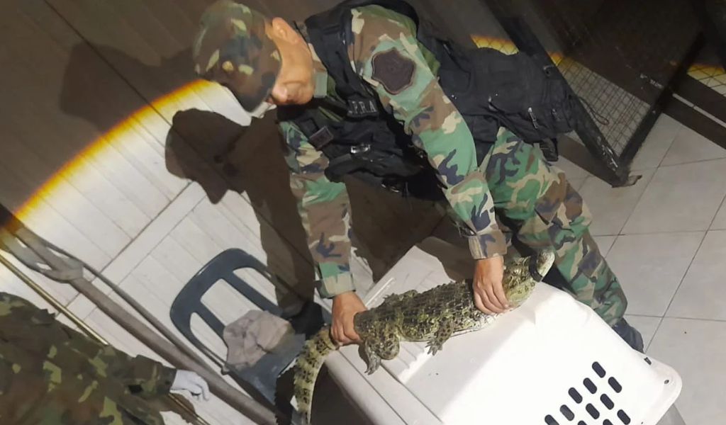 ¡Sorpresa en la zona oeste de la ciudad de Salta! Encontraron un yacaré de más de un metro en una casa