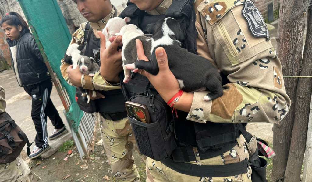 En Barrio Mosconi rescatan a 10 perros de raza pitbull que eran sometidos a maltratos