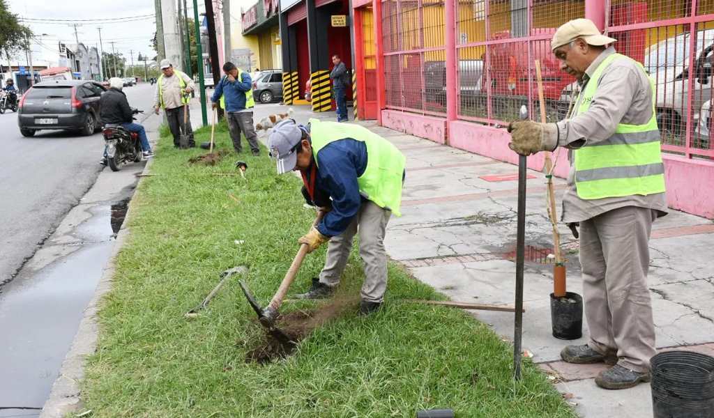 Se pide a los vecinos que colaboren en sus cuidados: El Municipio plantó nuevos árboles sobre la Avenida Chile