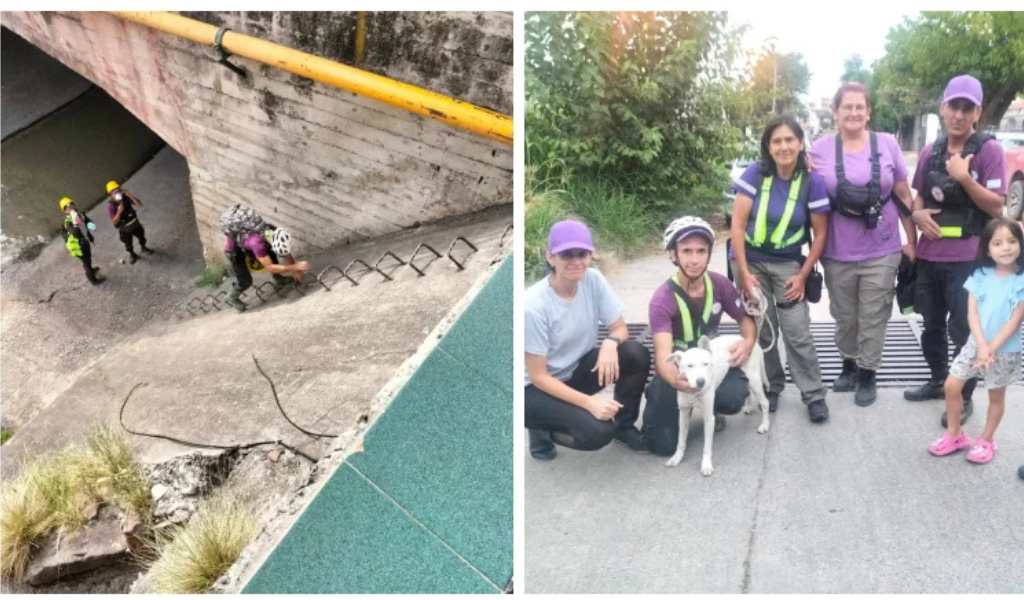 Voluntarios caminaron 30 cuadras por un canal que atarviesa la ciudad de Salta para rescatar a 'Pulga'