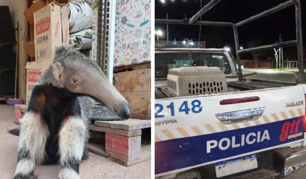 Rescataron a un oso hormiguero del patio de una vivienda en la ciudad de Pichanal