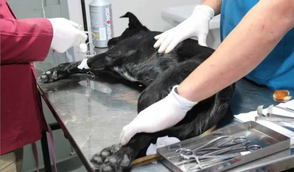 Cronograma de castración: la Municipalidad suma un nuevo Móvil para mayor cobertura