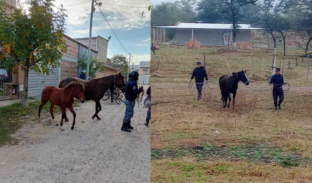 ¡Peligro en las calles y rutas! La Policía de Salta secuestró 7 animales sueltos antes de que provocaran un accidente
