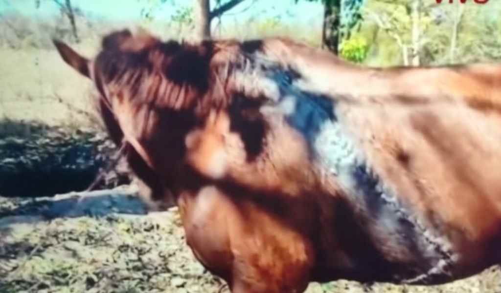 Crueldad animal en Embarcación: Robaron una yegua y la dejaron gravemente herida tras un intento de faena