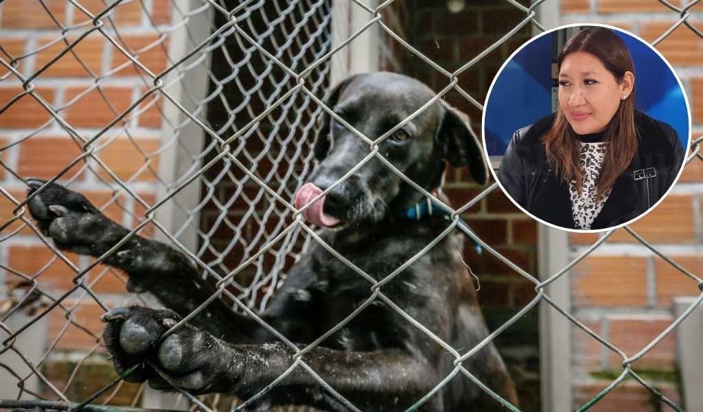 “Hay muchísimo maltrato animal”: Salta necesita una fiscalía especializada en este tema