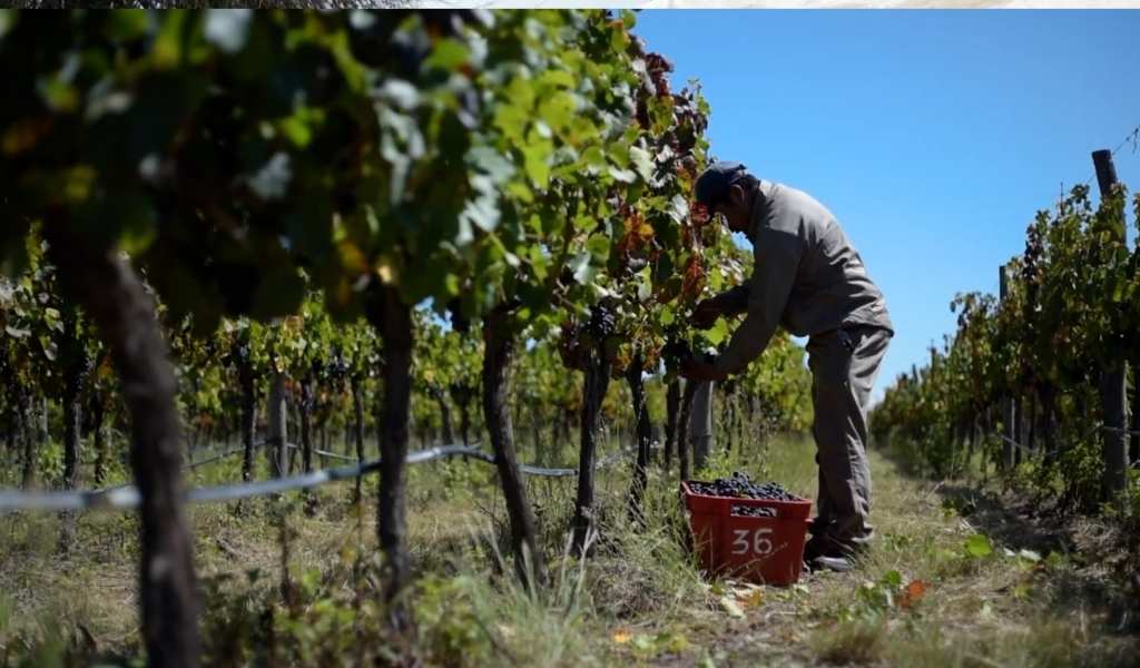 Alarma en el sector vitivinícola: Por la crisis cae el consumo de vino salteño y quedan uvas sin cosechar