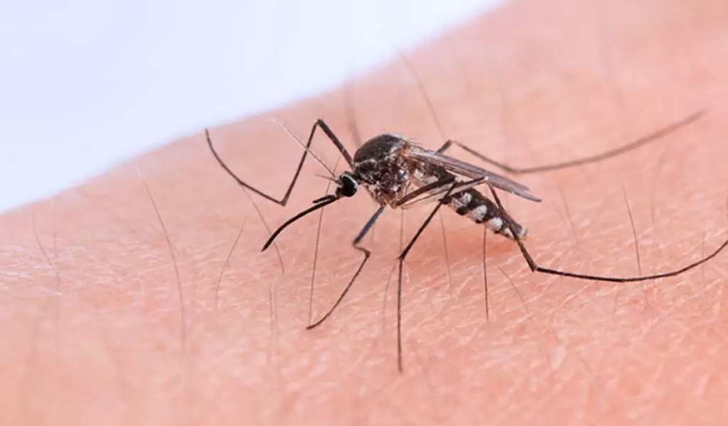 El 97% de los casos registrados de Chikungunya en Argentina se concentraron en Salta, Jujuy y Tucumán