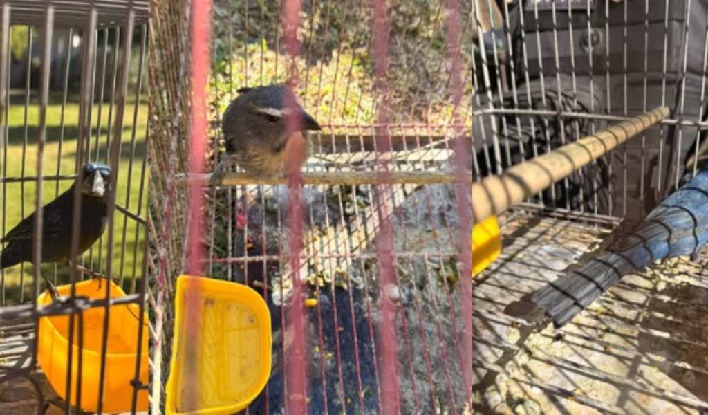 Un video en redes permitió rescatar 24 aves silvestres en Salta