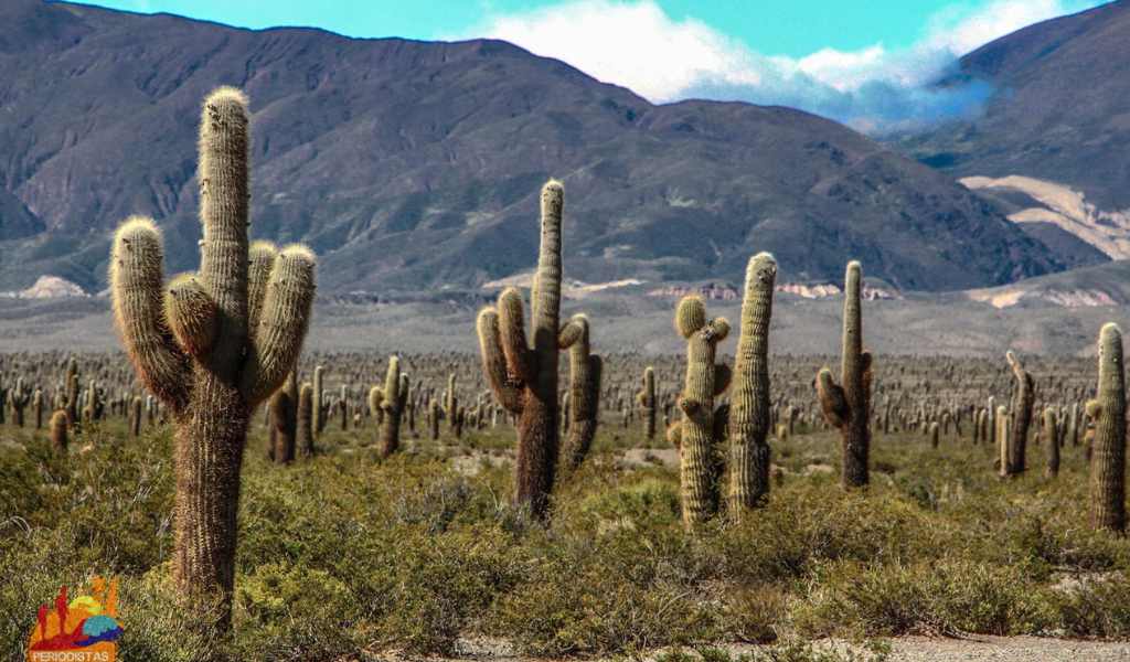 El drama del Parque Nacional Los Cardones: Estiman que más de 4.500 animales mueren atropellados anualmente en la ruta
