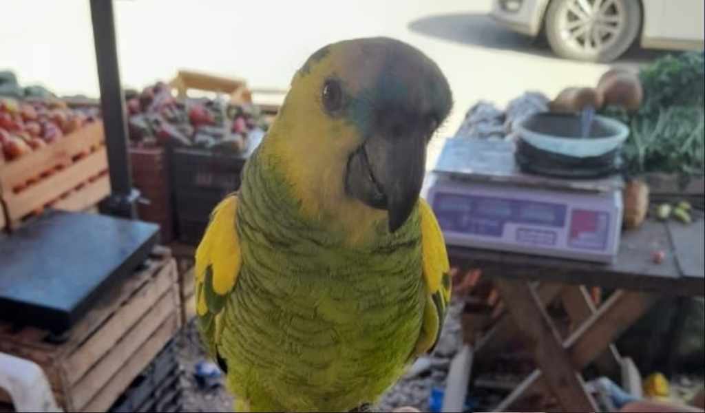 “Es parte de nuestra familia”: Buscan desesperadamente a “Piojito”, un loro robado en la feria de Solidaridad