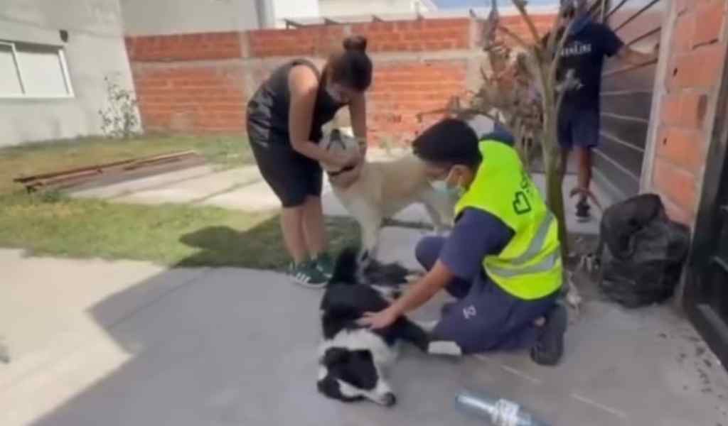 El Hospital de Mascotas de la Municipalidad prioriza urgencias de animales heridos tras los incendios en la zona sur y Circunvalación