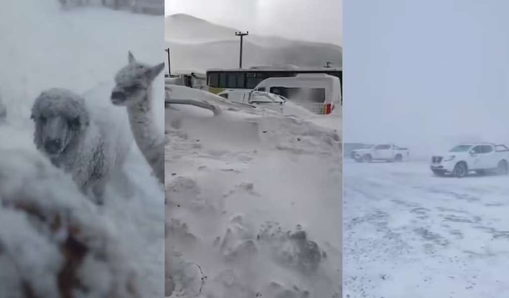 Un temporal histórico azota a Catamarca: temperaturas de -27 °C, animales bajo la nieve y un grupo de mineros que quedó varado