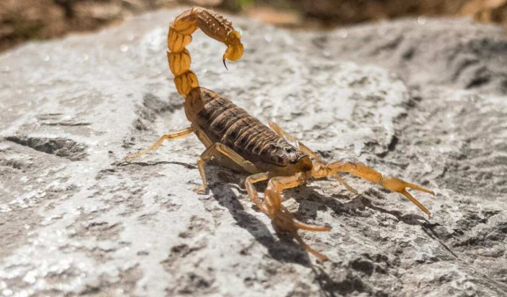 Más de 250 picaduras de alacranes fueron notificadas durante el primer semestre en Salta