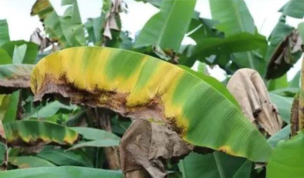 El ingreso de bananas importadas pone en riesgo la producción en Salta y Jujuy