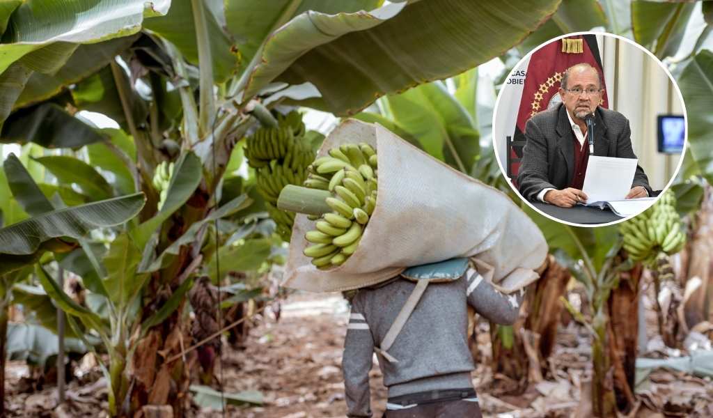 Salta presentaría un amparo contra Nación por la importación de banana "El SENASA no está en condiciones de controlar"