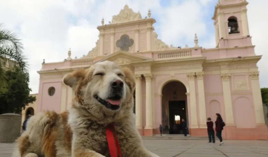 Llamado a la responsabilidad: Recomiendan a los peregrinos dejar a los perros en casa durante el Tiempo del Milagro