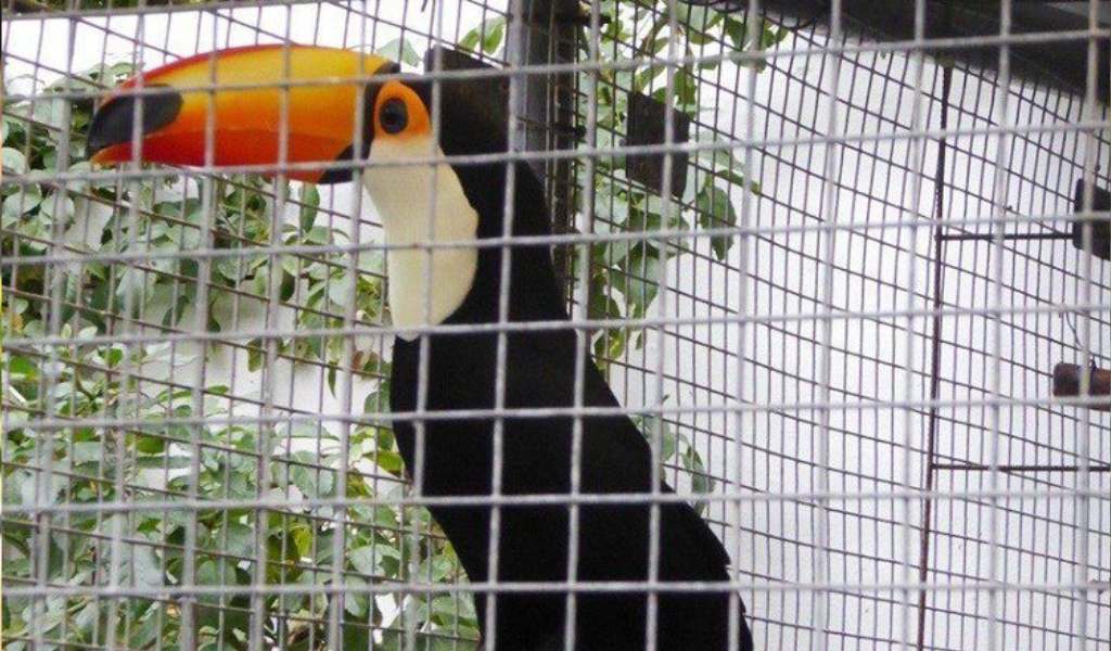 Campaña contra el mascotismo silvestre: Advierten que el daño a la fauna salteña es irreversible