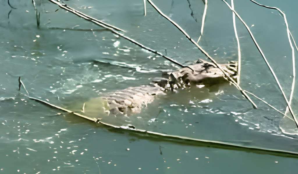 ¿Un yacaré cerca de Cabra Corral?: Fauna aclara que no hay evidencia ni denuncias por el video viral