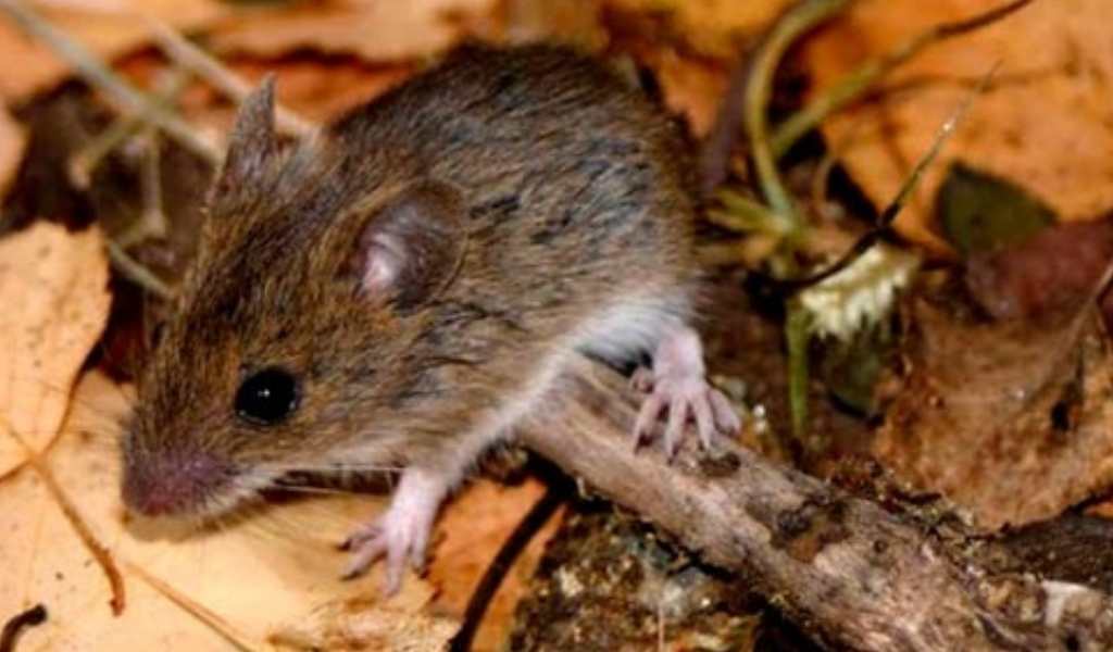 El Instituto Malbrán investiga la posible aparición de una nueva cepa de hantavirus en Salta: "Se registraron tres muertes de solo ocho casos"