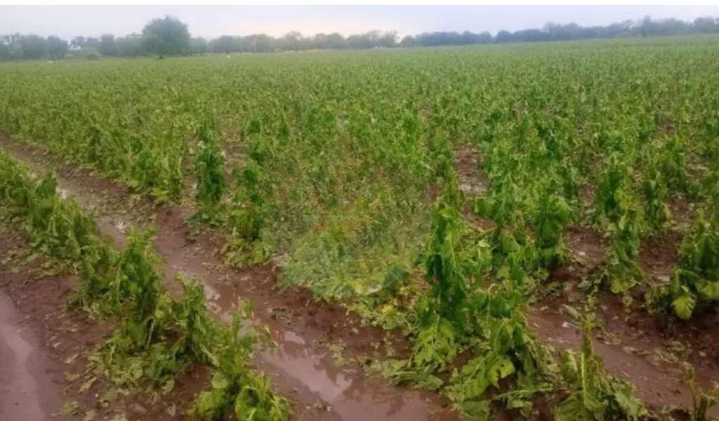 Una tremenda granizada  arrasó cultivos de tabaco en El Tala y El Jardín: "Son 500 las familias salteñas afectadas"