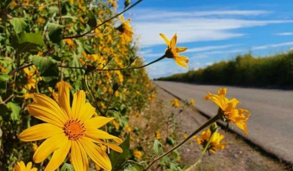 Rutas, campos y Barrios de Salta en riesgo: El Pasto Cubano, una maleza con capacidad destructiva