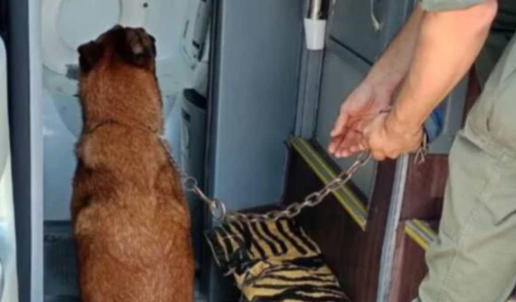 Un perro antinarcótico descubrió que un salteño llevaba cocaína en un micro rumbo a Neuquén
