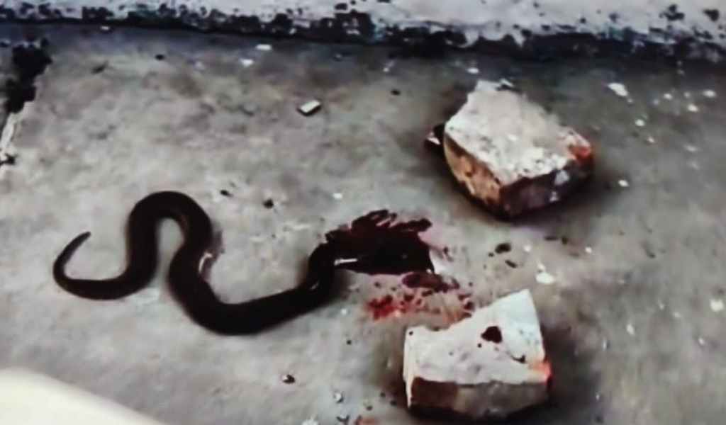 ¡Alarma en Embarcación! Encuentran una yarará en el patio de la escuela Néstor Palacios