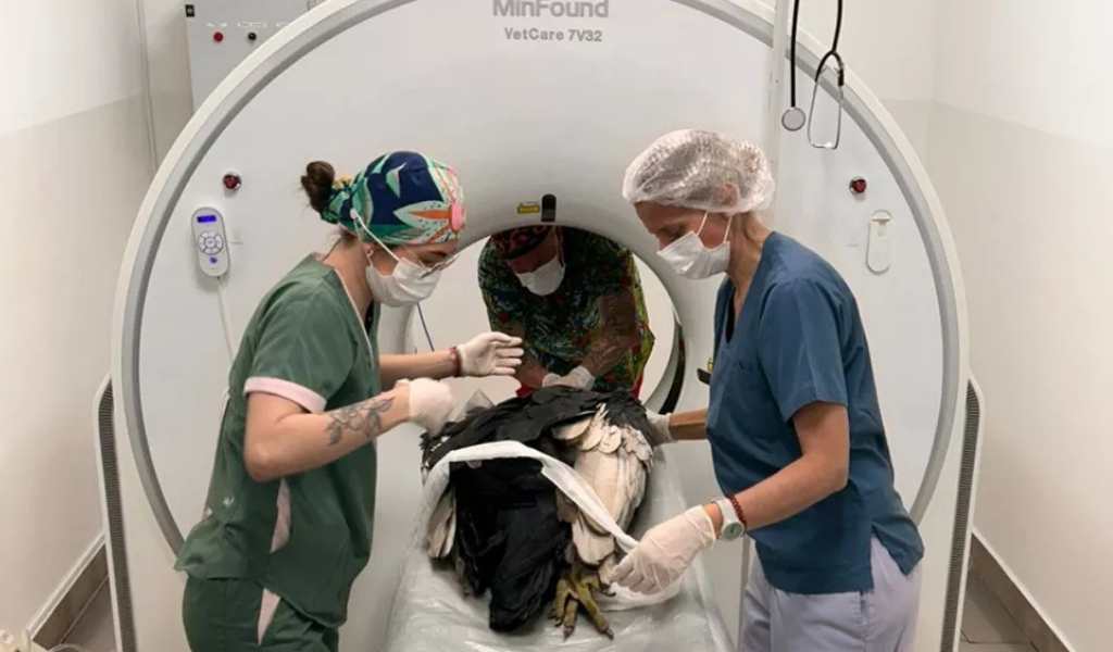 Puriq, el cóndor encontrado en San Lorenzo Chico evoluciona favorablemente