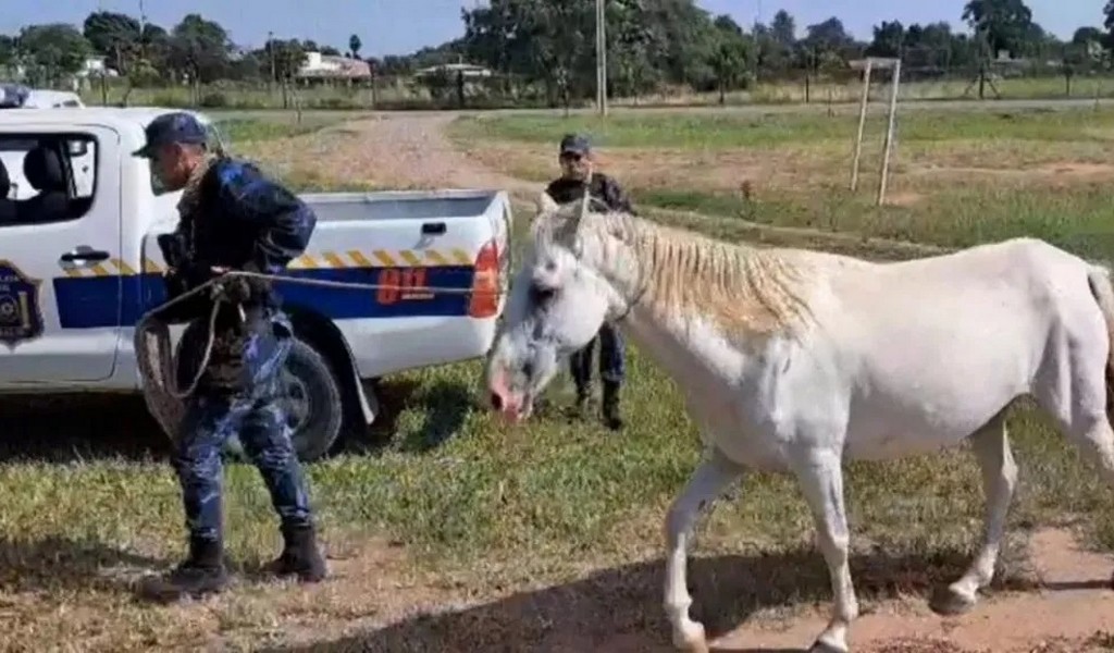 Más de 1200 animales sueltos fueron incautados en distintos puntos de la provincia