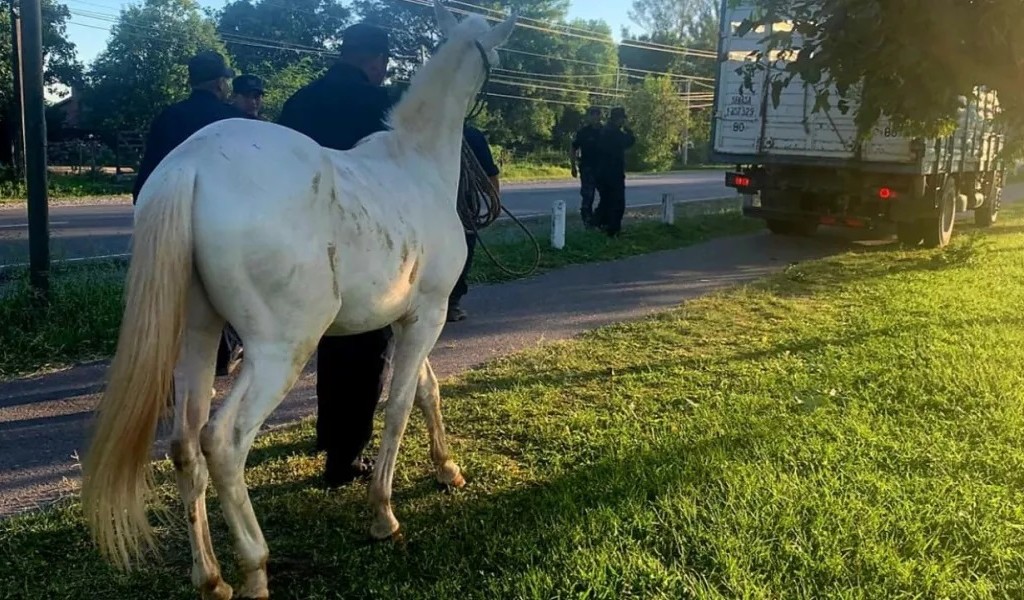 En Salta se aplican severas sanciones a propietarios de animales sueltos en calles, avenidas y rutas