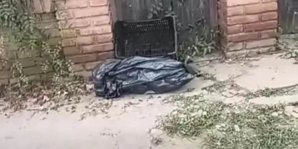 Denuncian un caso de crueldad animal en Orán: Quemaron a un perro en la via pública