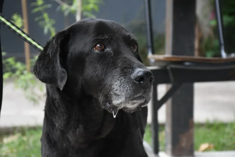 Buscan a los dueños de la perrita rescatada del canal pluvial ubicado en San Juan y Gorriti