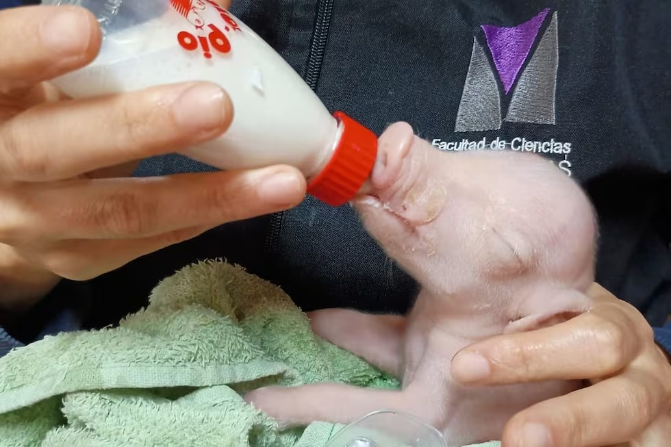 Nació en Argentina el primer cerdo clonado para experimentación de xenotrasplantes