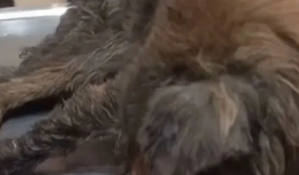 En Rosario de Lerma Imputan a la dueña de un perro por abandono y maltrato animal: Podría ser condenada a prisión