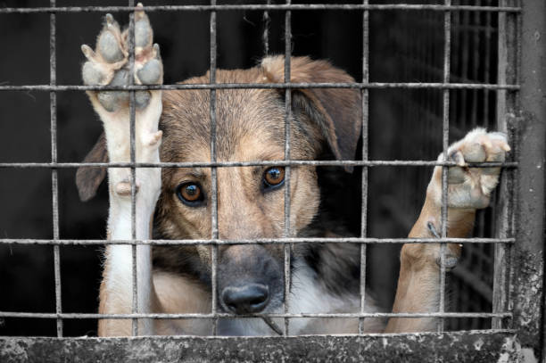 En Salta la Cámara de Diputados avanza en el proyecto para crear un registro de maltratadores  de animales