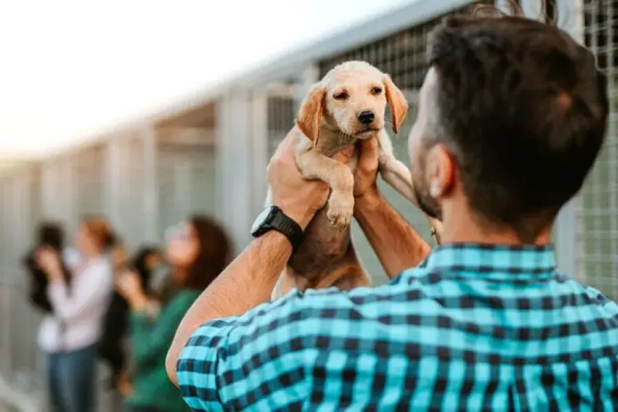 La Justicia salteña ordenó el pago de una cuota alimentaria para un perro tras la separación de sus dueños